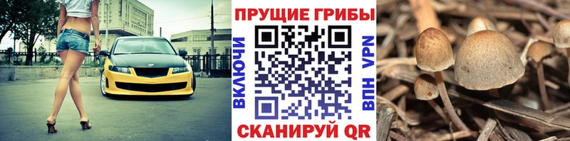 Галлюциногенные грибы MAGIC MUSHROOMS  Купить закладки  Бабушкин 